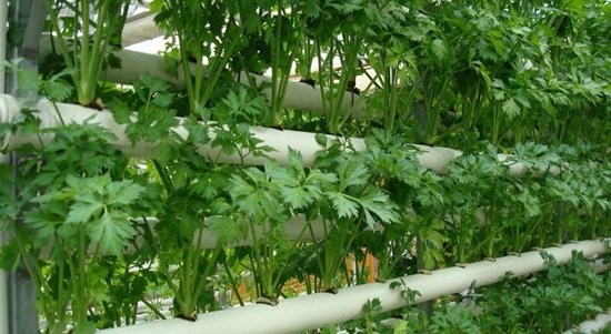 無土栽培芹菜.jpg