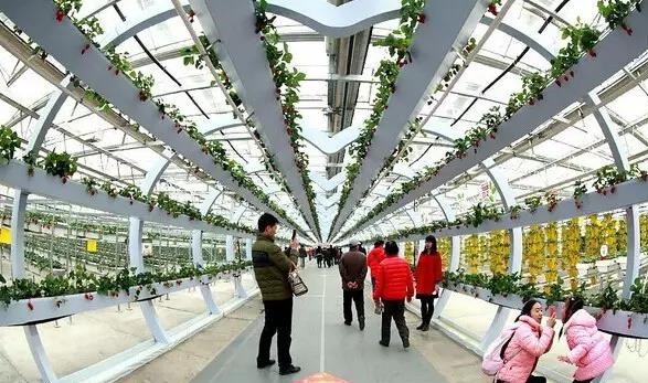 無土栽培草莓創(chuàng)意連廊.jpg
