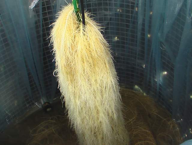 無(wú)土栽培水培蔬菜根系.JPG