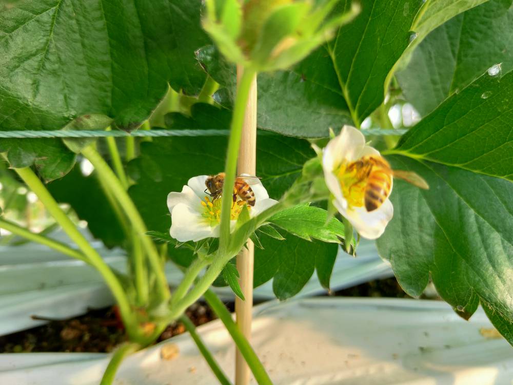 無(wú)土栽培草莓蜜蜂授粉.jpg