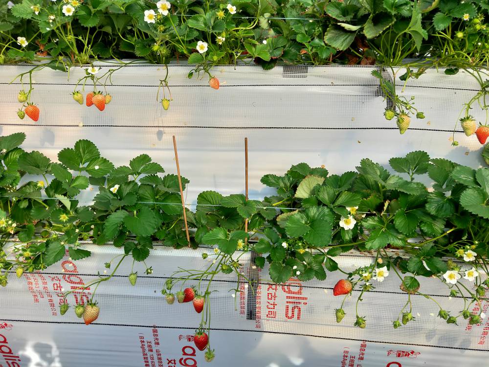 無(wú)土栽培高架草莓.jpg