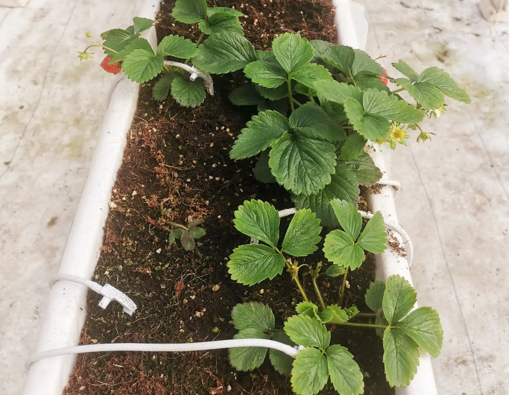 如何促進草莓花芽分化？草莓花芽分化期如何管理？